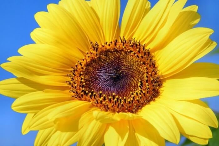 sun-flower-179010_1280_full_width